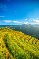 Rice fields on terraced