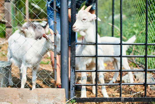 A young white goats in a pen on the farm