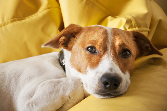 Adorable, but lonely dog laying down on the sofa