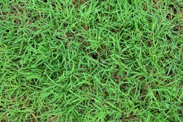 grass