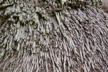 roots