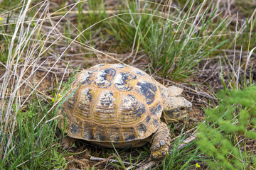 Naklejka premium .Wild turtle in steppe in Kazakhstan, Malaysary