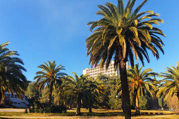 Fototapeta na wymiar city park with palm trees