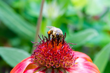 Honigbiene sammelt Pollen auf einer Malerblume