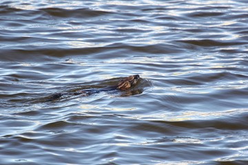 Fototapeta premium Muskrat in the lake. 