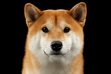 Close-up Portrait of head Shiba inu Dog, Looks Curious in Camera, Isolated Black Background, Front view, Sad Eyes