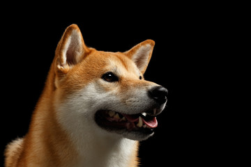 Close-up Portrait of head Shiba inu Dog, Looks Curious and smiling, Isolated Black Background, Profile view