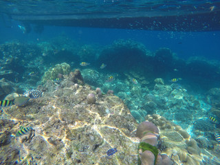 Naklejka na ściany i meble underwater coral reefs with fish in the sea