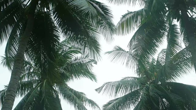 Leaves and fronds of tropical coconut palms sway in a steady wind on a gray and cloudy day. UltraHD 4k footage