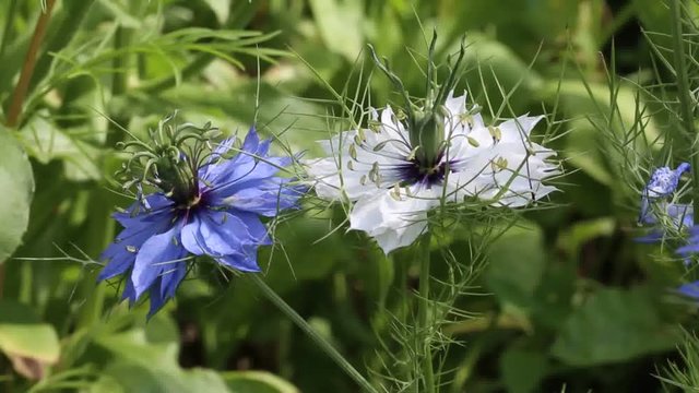 Flowers Nigella is an unusual shape and it attracts attention.