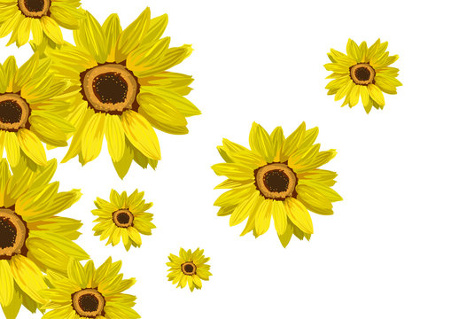 Flowers sunflower isolated on white. Floral background