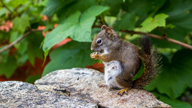 Squirrel eating in the park