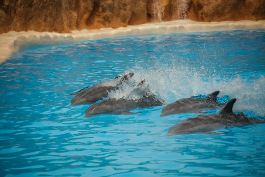 Dolphins swimming fast © Pav-Pro Photography 