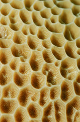 Coral texture