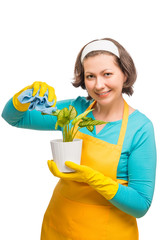 female housewife cleans the dust from the leaves of the plant wi