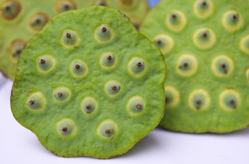 Lotus seeds green on white background