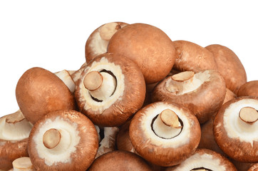 Champignon (True mushroom)