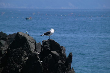 礼文華海岸のカモメ