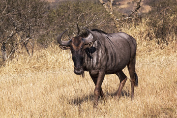 Single Wild Wildebeest in Winter South African Landscape
