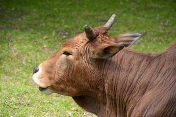 Rzeka Białka w Białce Tatrzańskiej © Kana