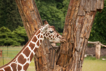 Żyrafa, ssak. Śląski Park Etnograficzny, Zoo w Chorzowie. © Kana