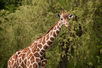 Żyrafa, ssak. Śląski Park Etnograficzny, Zoo w Chorzowie.