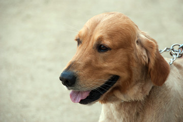 Turysta na zamku - golden retriever. © Kana
