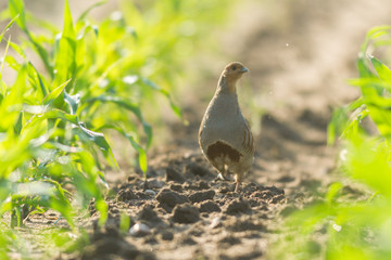 agricultural field