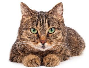 Domestic cat