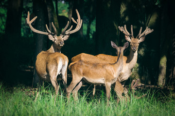 Herd of deer red