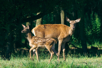 Naklejka na ściany i meble Red Deer mother and calf keeping close together