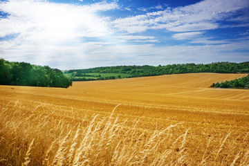Obraz premium Felder und Wälder im Sommer