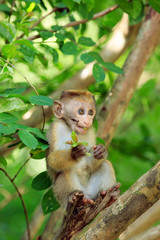 Portrait of male macaque