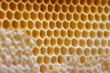 Honeycombs for background.