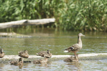 birds