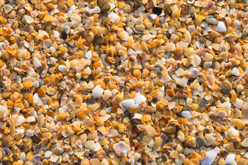 Small colorful sea shells on the sea beach