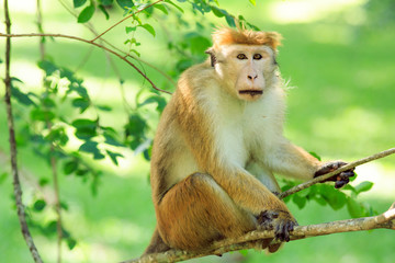 Portrait of male macaque.