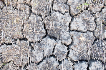 Dry cracked