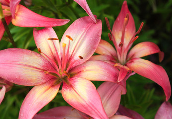 Obraz na płótnie Canvas Beautiful lilies on flowerbed