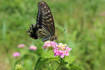 ランタナの花の蜜を吸うアゲハチョウ