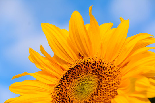 Sonnenblume, Blüte im Detail
