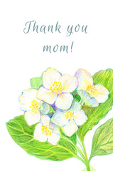 Set of greeting cards. Hand-drawn Flowers Jasmine. Thank you mom!