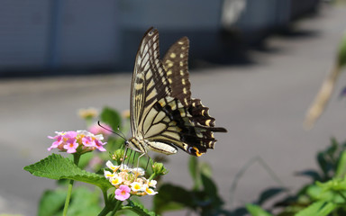 ランタナの花の蜜を吸うアゲハチョウ