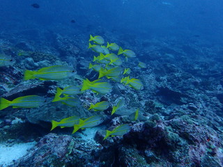 インド洋の黄色いヒメジの群れ