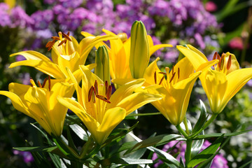Obraz premium Blumen 581