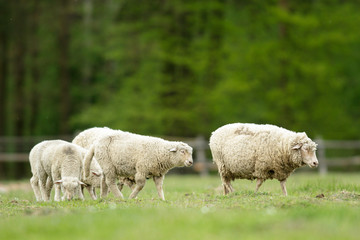 Fototapeta premium sheep