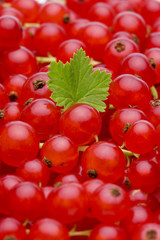 Johannisbeeren