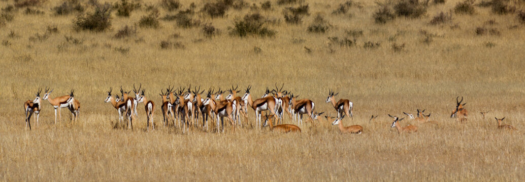 panorama of springboks
