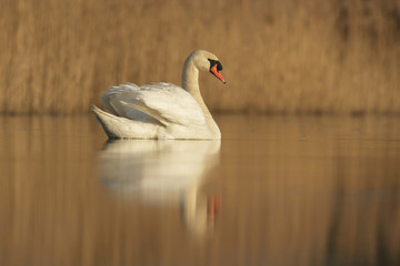 swan