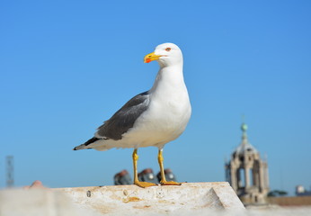 Möwe auf den Dächern Roms